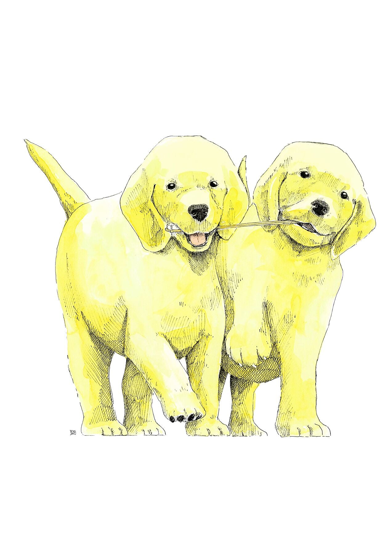 Labrador